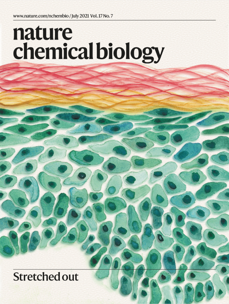 Nature Chemical Biology 封面使用皮肤细胞水彩画的示例