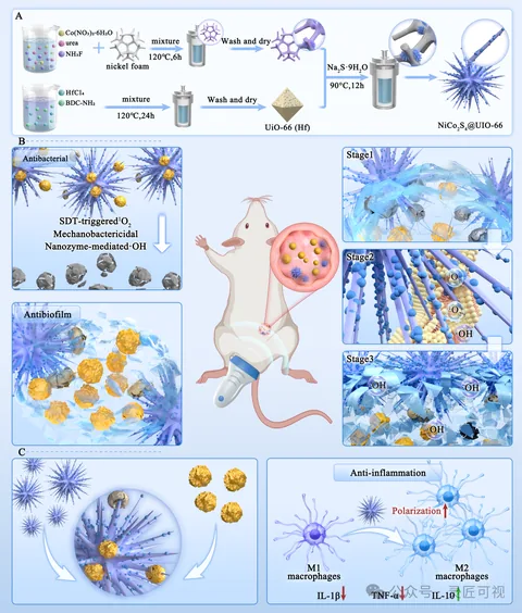 Advanced Science 解决MRSA生物膜顽固难题，面对耐药生物膜，这种刺猬状纳米酶有新思路科研论文示意图