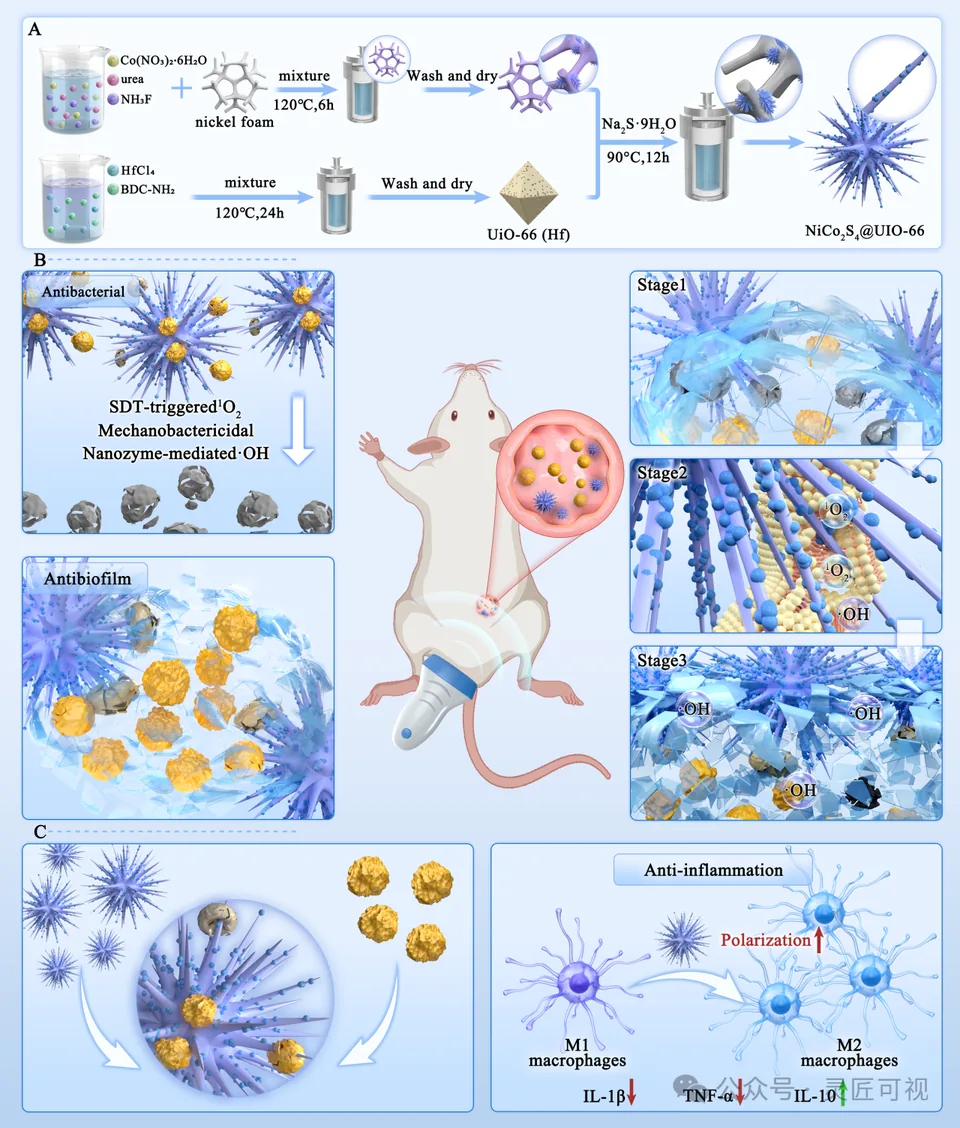 Advanced Science 解决MRSA生物膜顽固难题，面对耐药生物膜，这种刺猬状纳米酶有新思路科研论文示意图