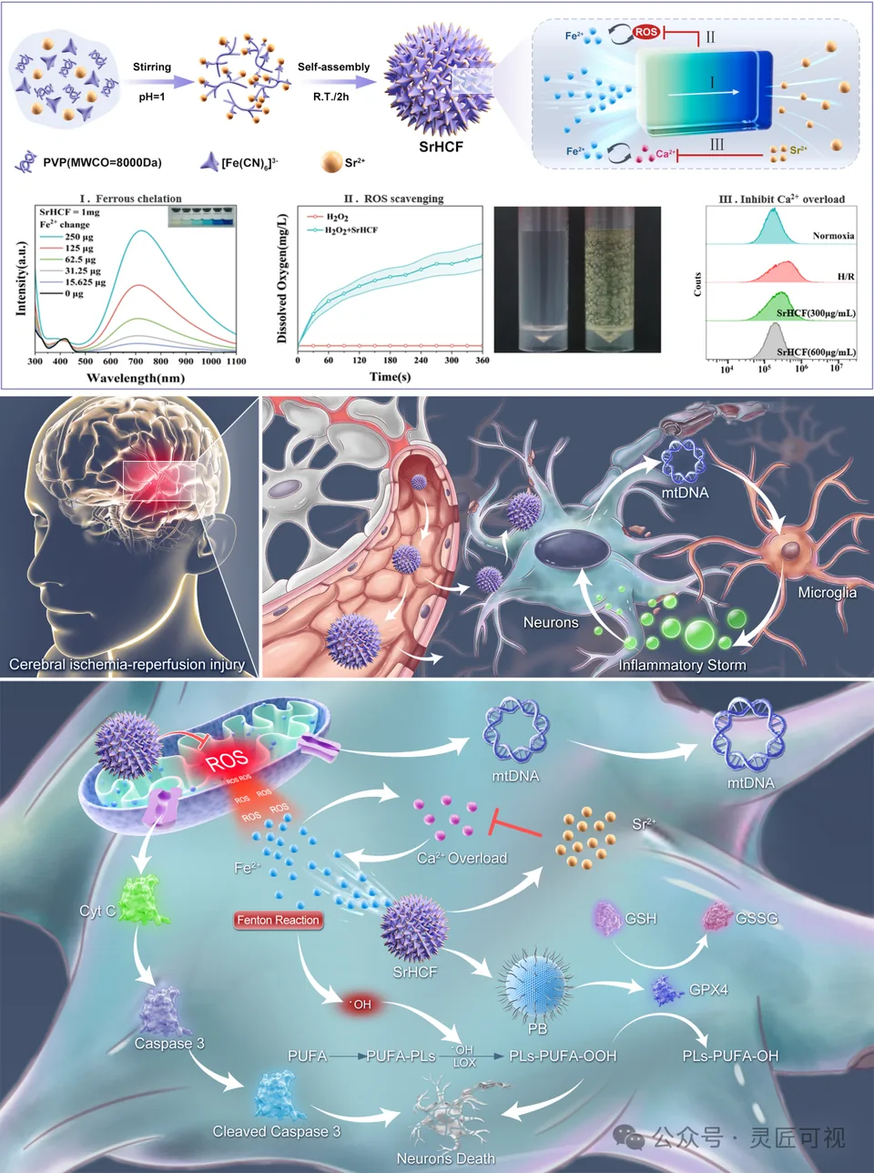 Bioactive Materials 仿生动态纳米药物SrHCF，实现CIRI的协同“亚铁螯合-抗氧化-钙拮抗-炎症抑制”四重治疗科研论文示意图