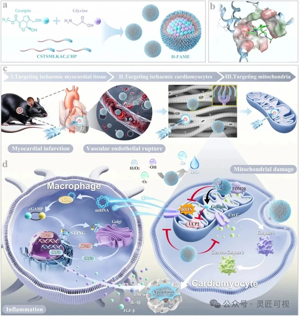 Bioactive Materials 靶向心脏的纳米药物可快速修复线粒体，从而增强心肌梗死后的心脏功能科研论文示意图