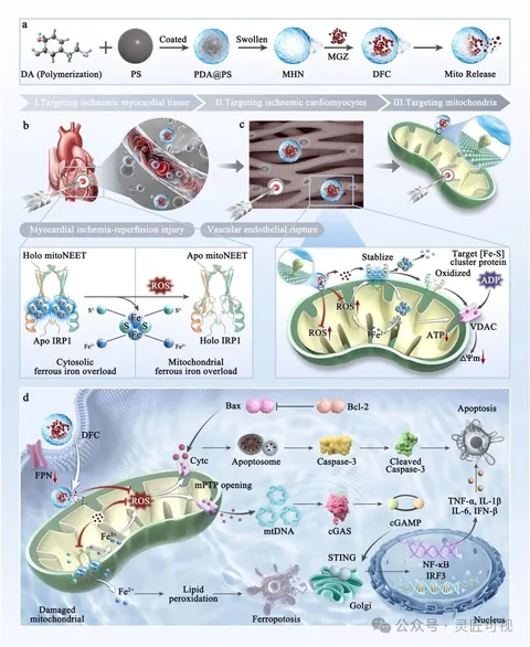 Chemical Engineering Journal 通过阻断mitoNEET源,精准协同治疗心肌缺血再灌注损伤科研论文示意图