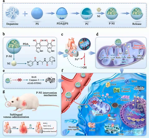 Chemical Engineering Journal 一种端到端活性氧清除剂,同时清除超氧阴离子和羟基自由基,靶向治疗心肌缺血再灌注损伤科研论文示意图